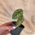 Alocasia silver dragon variegata, Huis en Inrichting, Kamerplanten, Ophalen of Verzenden