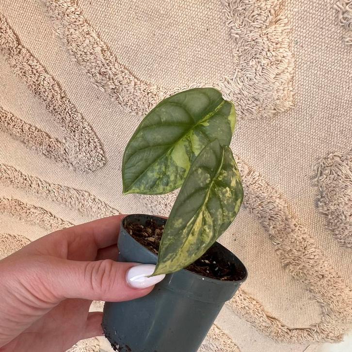 Alocasia silver dragon variegata, Huis en Inrichting, Kamerplanten, Ophalen of Verzenden