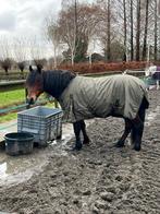 Prachtige koudbloed pony ruin, Dieren en Toebehoren, Paarden, Minder dan 160 cm, Ruin, Zadelmak, 7 tot 10 jaar