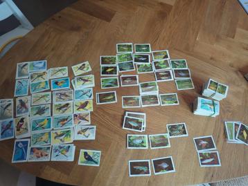 honderden vis en vogel spaar plaatjes - nette staat beschikbaar voor biedingen