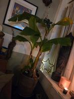 Winterharde Bananenplant voor Binnen/Buiten, Ophalen of Verzenden