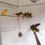 Te koop, Dieren en Toebehoren, Vogels | Kanaries, Meerdere dieren