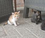 Mooie, lieve en sociale kittens aangeboden, Dieren en Toebehoren, Katten en Kittens | Overige Katten, Poes