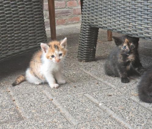 Mooie (boerderij)kittens aangeboden, Dieren en Toebehoren, Katten en Kittens | Overige Katten, Poes