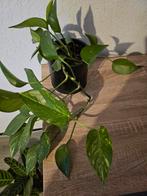 Kamerplant, Ophalen, Overige soorten, Minder dan 100 cm