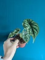 Alocasia Dragon Scale Variegata, Ophalen of Verzenden, Halfschaduw, Minder dan 100 cm