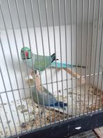 Mooi koppel halsbanden, Dieren en Toebehoren, Vogels | Parkieten en Papegaaien, Meerdere dieren, Parkiet