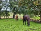 Opfok hengst beschikbaar, Dieren en Toebehoren, Stalling en Weidegang