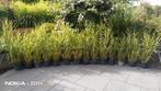 Zebragras  20 cm pot, Ophalen, Winter, Siergrassen, Volle zon