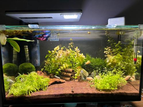 Superfish Quadro 40, Dieren en Toebehoren, Vissen | Aquaria en Toebehoren, Gebruikt, Leeg aquarium, Ophalen