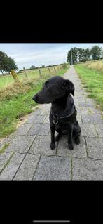 Lieve labrador zoekt nieuw huisje, Dieren en Toebehoren, Honden | Retrievers, Spaniëls en Waterhonden, Rabiës (hondsdolheid), Reu