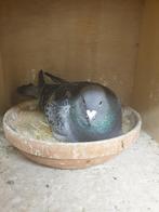 POSTDUIVEN TWEE DUIVINNEN KRAS NL 22 BLAUW WIT PEN NL 24, Dieren en Toebehoren, Vogels | Duiven, Meerdere dieren, Postduif