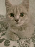 Britse langhaar kittens, korthaar kittens, Dieren en Toebehoren, Meerdere dieren, Ontwormd, 0 tot 2 jaar