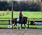 Knappe allround D-pony 5 jaar, B, 3 tot 6 jaar, D pony (1.37m tot 1.48m), Merrie