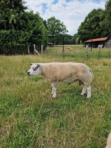 Te huur luxe oude texelaar dekram beschikbaar voor biedingen