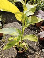 Canna wolfsong, Tuin en Terras, Planten | Tuinplanten, Overige soorten, Volle zon, Vaste plant, Ophalen of Verzenden