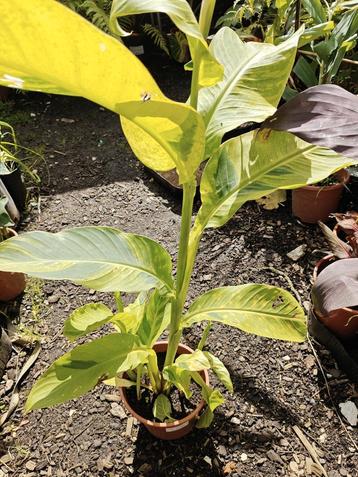 Canna wolfsong beschikbaar voor biedingen