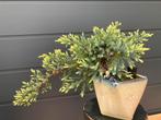 Juniper Bonsai semi cascade, In pot, Minder dan 100 cm, Zomer, Volle zon