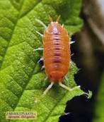 Porcellionides pruinosus ‘Powder Orange’ pissebedden isopods, Overige soorten