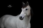 Spring gefokte KWPN, allrounder te koop!, Dieren en Toebehoren, Paarden, Springpaard, Gechipt, Ruin, L