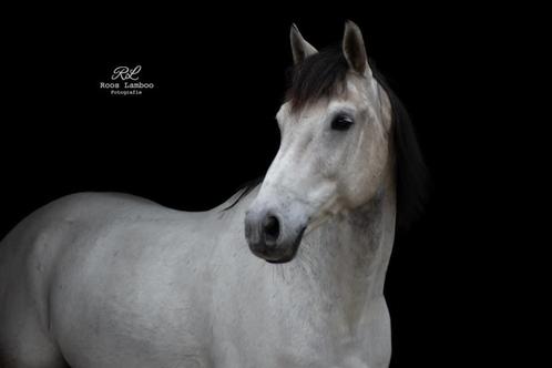 Spring gefokte KWPN, allrounder te koop!, Dieren en Toebehoren, Paarden, Ruin, L, 165 tot 170 cm, 11 jaar of ouder, Springpaard