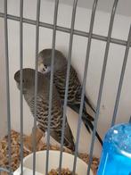 Melanistic grasparkiet, Meerdere dieren, Parkiet, Geringd