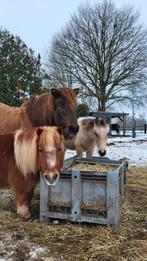 Paddock Paradise Mariahout zoekt nieuwe klant vanaf 1 maart, Dieren en Toebehoren
