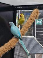 Halsbandparkiet Opaline man x Lacewing bleekstaart pop, Meerdere dieren, Parkiet, Geringd