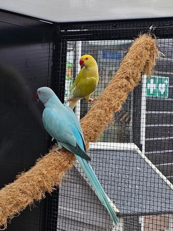 Halsbandparkiet Opaline man x Lacewing bleekstaart pop beschikbaar voor biedingen