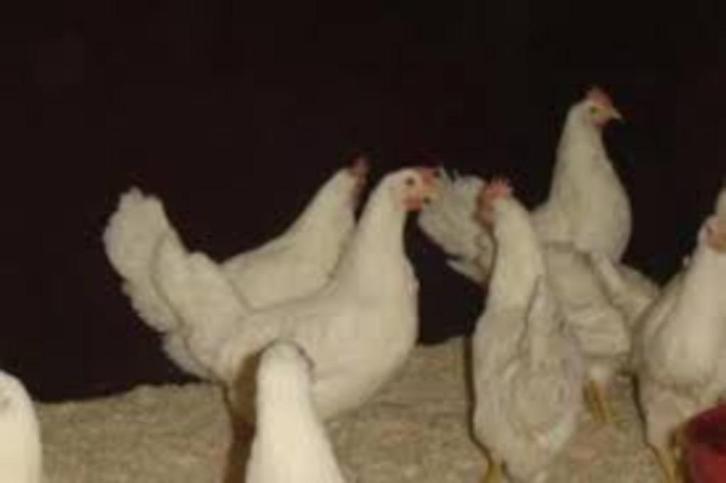 Witte leghorn kippen., Dieren en Toebehoren, Pluimvee, Kip, Vrouwelijk