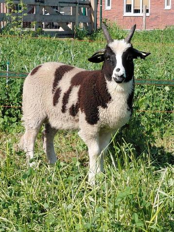 4 hoornig Jacobschaap ramlam stamboek  beschikbaar voor biedingen