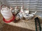 Bonte Leghorn hennen te koop., Dieren en Toebehoren, Pluimvee, Vrouwelijk, Kip