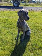 Supermooie Blauwe Duitse Dog teef te koop., Dieren en Toebehoren, Honden | Niet-rashonden, Particulier, Teef, Groot, Nederland