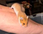 Jonge Syrische Goudhamster, Dieren en Toebehoren, Hamster, Augustus, Mannelijk, Tam