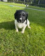 Friese Stabij pups, Dieren en Toebehoren, Overige rassen, CDV (hondenziekte), 8 tot 15 weken, Meerdere