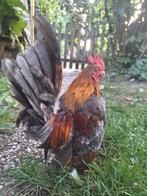 Serama haan, Dieren en Toebehoren, Pluimvee, Mannelijk, Kip