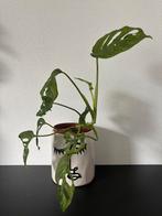 Monstera Adansonii, Huis en Inrichting, Kamerplanten, Ophalen of Verzenden, Overige soorten, Minder dan 100 cm