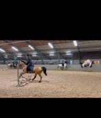 Verzorgpony gezocht Verzorger aangeboden, Dieren en Toebehoren, Ophalen of Verzenden