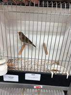 Bastaarden kleine putter x fife fancy., Dieren en Toebehoren, Vogels | Overige Vogels