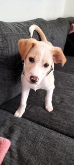 Puppy reu, Parvo, Reu, 8 tot 15 weken, Eén hond