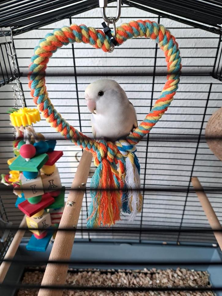 Agapornis met kooi!, Dieren en Toebehoren, Vogels | Parkieten en Papegaaien, Dwergpapegaai of Agapornis, Geslacht onbekend, Geringd