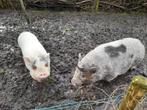 Varkens te koop, Meerdere dieren, 3 tot 5 jaar, Varken