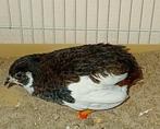 Chinese dwergkwartel, Dieren en Toebehoren, Pluimvee, Mannelijk, Overige soorten