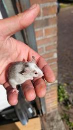 3 vrouwen muizen, verschillende kleurslagen!, Dieren en Toebehoren, Knaagdieren, Muis, Juli, Vrouwelijk, Tam