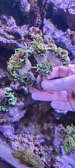 Golden toorts., Dieren en Toebehoren, Overige typen, Zoutwatervis