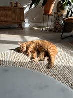 Rode kater 6 jaar zoekt nieuw huis, Dieren en Toebehoren, Katten en Kittens | Raskatten | Korthaar, Kater, Gechipt