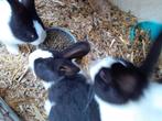 Jonge hollander konijntjes, Dieren en Toebehoren, Konijnen, Meerdere dieren, Klein, 0 tot 2 jaar
