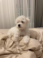 Bichon maltese, 8 tot 15 weken, CDV (hondenziekte), Eén hond, Nederland