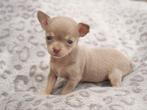 💖  T cup chihuahua puppy teefje mag nest verlaten 💖, Dieren en Toebehoren, Honden | Chihuahua's en Gezelschapshonden, 8 tot 15 weken