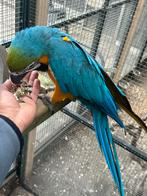 Ara Man 4jaar, Dieren en Toebehoren, Vogels | Parkieten en Papegaaien, Mannelijk, Parkiet